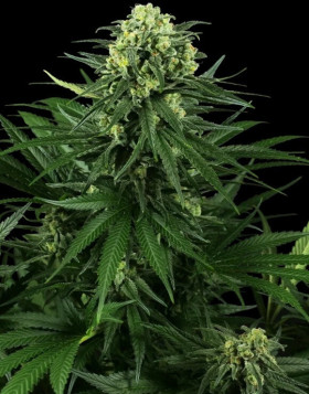 Marihuana Honey Melon Kush - Semillas Sensi Seeds