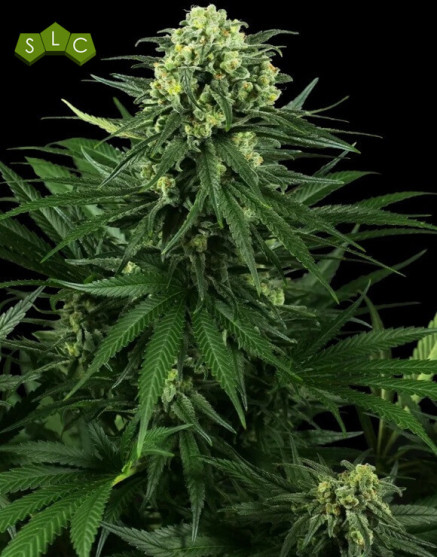 Marihuana Honey Melon Kush - Semillas Sensi Seeds