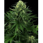 Marihuana Honey Melon Kush - Semillas Sensi Seeds