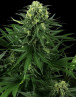 Marihuana Honey Melon Kush - Semillas Sensi Seeds