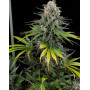 Marihuana Honey Melon Kush - Semillas Sensi Seeds