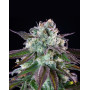Green Crack Punch - Marihuana Royal Queen Seeds