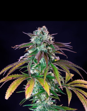 Green Crack Punch - Marihuana Royal Queen Seeds