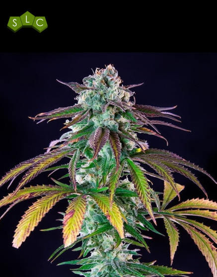 Green Crack Punch - Marihuana Royal Queen Seeds