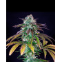 Green Crack Punch - Marihuana Royal Queen Seeds