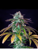 Green Crack Punch - Marihuana Royal Queen Seeds