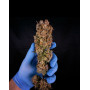 Green Crack Punch - Marihuana Royal Queen Seeds