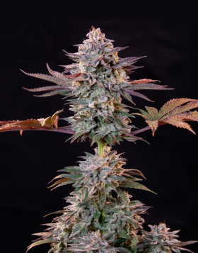Marihuana Ice (Crystal Extreme) - Semillas Royal Queen