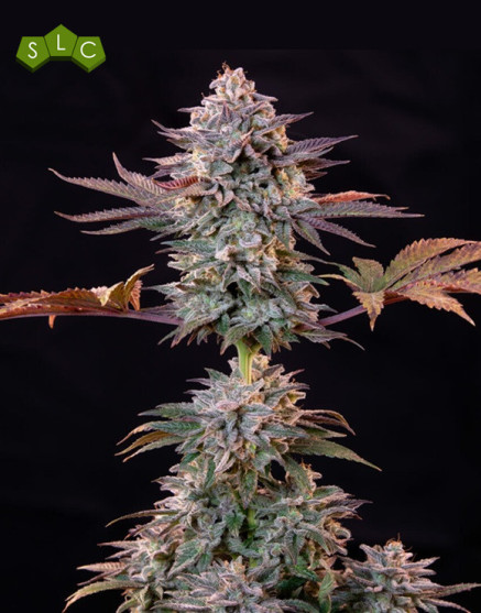 Marihuana Ice (Crystal Extreme) - Semillas Royal Queen
