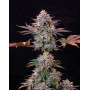 Marihuana Ice (Crystal Extreme) - Semillas Royal Queen