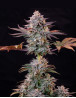 Marihuana Ice (Crystal Extreme) - Semillas Royal Queen