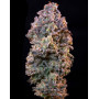 Marihuana Ice (Crystal Extreme) - Semillas Royal Queen