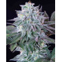Marihuana Ice (Crystal Extreme) - Semillas Royal Queen