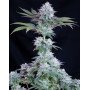 Marihuana Ice (Crystal Extreme) - Semillas Royal Queen