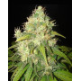 Comprar Semillas Fruity Chronic Juice - Delicious Seeds