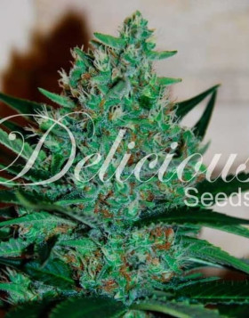Comprar Semillas Fruity Chronic Juice - Delicious Seeds