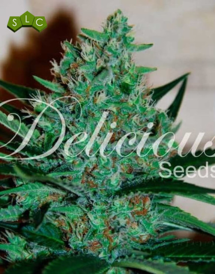 Comprar Semillas Fruity Chronic Juice - Delicious Seeds