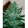 Comprar Semillas Fruity Chronic Juice - Delicious Seeds
