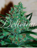 Comprar Semillas Fruity Chronic Juice - Delicious Seeds