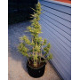 Comprar Semillas Sticky Orange XXL Auto - Sensi Seeds