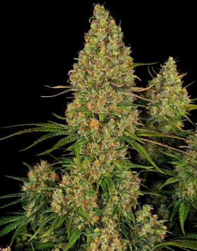 Comprar Semillas Sticky Orange XXL Auto - Sensi Seeds