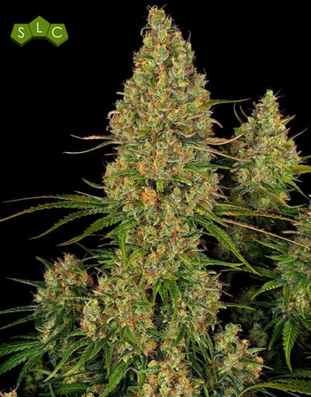 Comprar Semillas Sticky Orange XXL Auto - Sensi Seeds