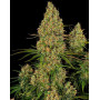 Comprar Semillas Sticky Orange XXL Auto - Sensi Seeds