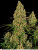 Comprar Semillas Sticky Orange XXL Auto - Sensi Seeds