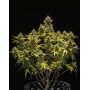 Blue Cheese Autofloreciente - Envíos Discretos