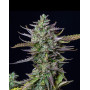 Blue Cheese Autofloreciente - Envíos Discretos