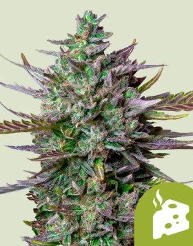 Blue Cheese Autofloreciente - Envíos Discretos