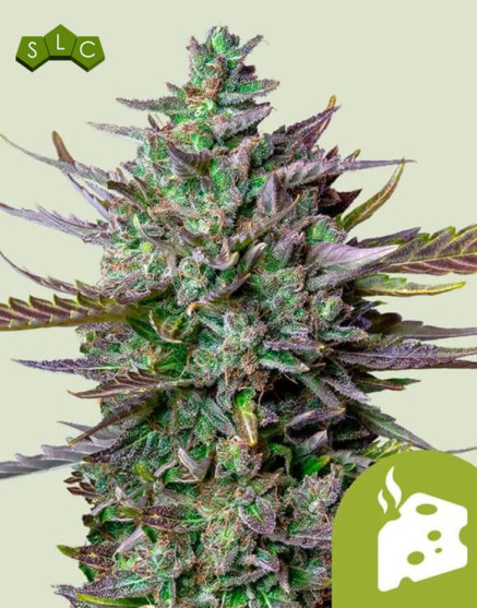 Blue Cheese Autofloreciente - Envíos Discretos