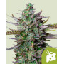 Blue Cheese Autofloreciente - Envíos Discretos