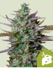 Blue Cheese Autofloreciente - Envíos Discretos