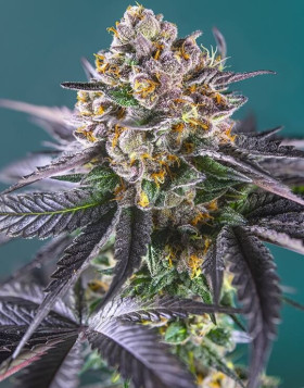 Red Strawberry Banana Auto - Semillas de Autos Rojas