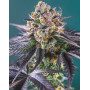 Red Strawberry Banana Auto - Semillas de Autos Rojas