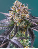 Red Strawberry Banana Auto - Semillas de Autos Rojas