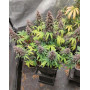 Red Strawberry Banana Auto - Semillas de Autos Rojas