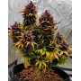 Red Strawberry Banana Auto - Semillas de Autos Rojas