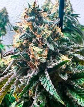 Strawbilbo (Strawberry) Banana Auto - Semillas Genehtik