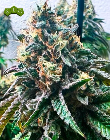 Strawbilbo (Strawberry) Banana Auto - Semillas Genehtik