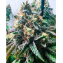 Strawbilbo (Strawberry) Banana Auto - Semillas Genehtik