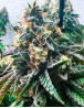 Strawbilbo (Strawberry) Banana Auto - Semillas Genehtik