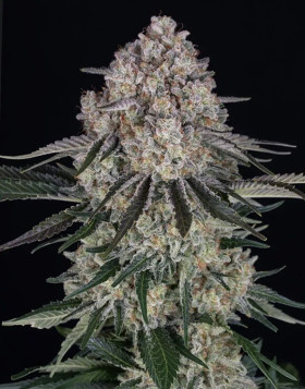 Sour Diesel Autofloreciente - Semillas Barney`s  Farm