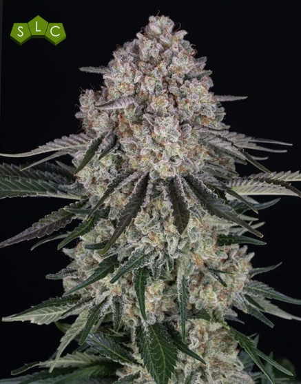 Sour Diesel Autofloreciente - Semillas Barney`s  Farm