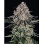 Sour Diesel Autofloreciente - Semillas Barney`s  Farm