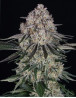 Sour Diesel Autofloreciente - Semillas Barney`s  Farm