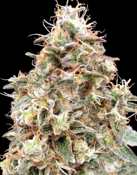 Marihuana Auto Forbidden Fruit Cake - Semillas Baratas