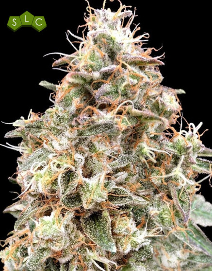 Marihuana Auto Forbidden Fruit Cake - Semillas Baratas