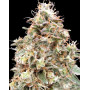 Marihuana Auto Forbidden Fruit Cake - Semillas Baratas